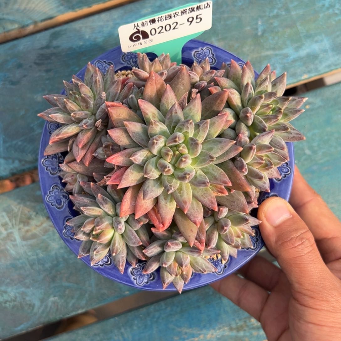 多肉一物一拍0202-95