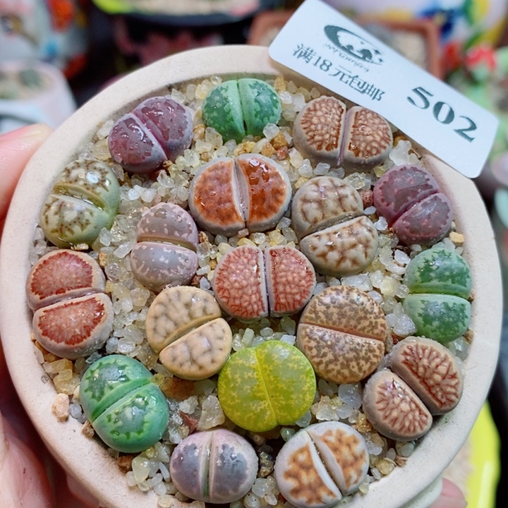 生石花喜干少浇水502