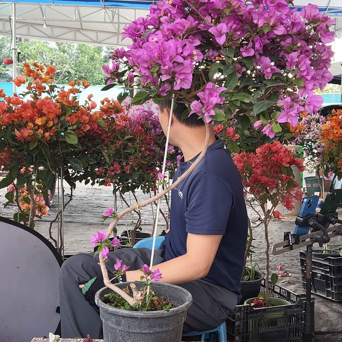 素***言大部分花苞少量开放J59巴西紫