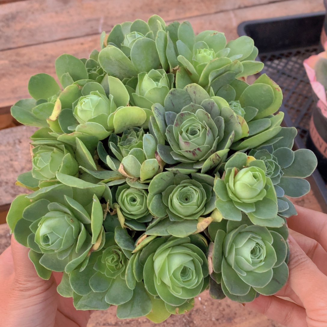 18颗小玫瑰又丑又小量拍