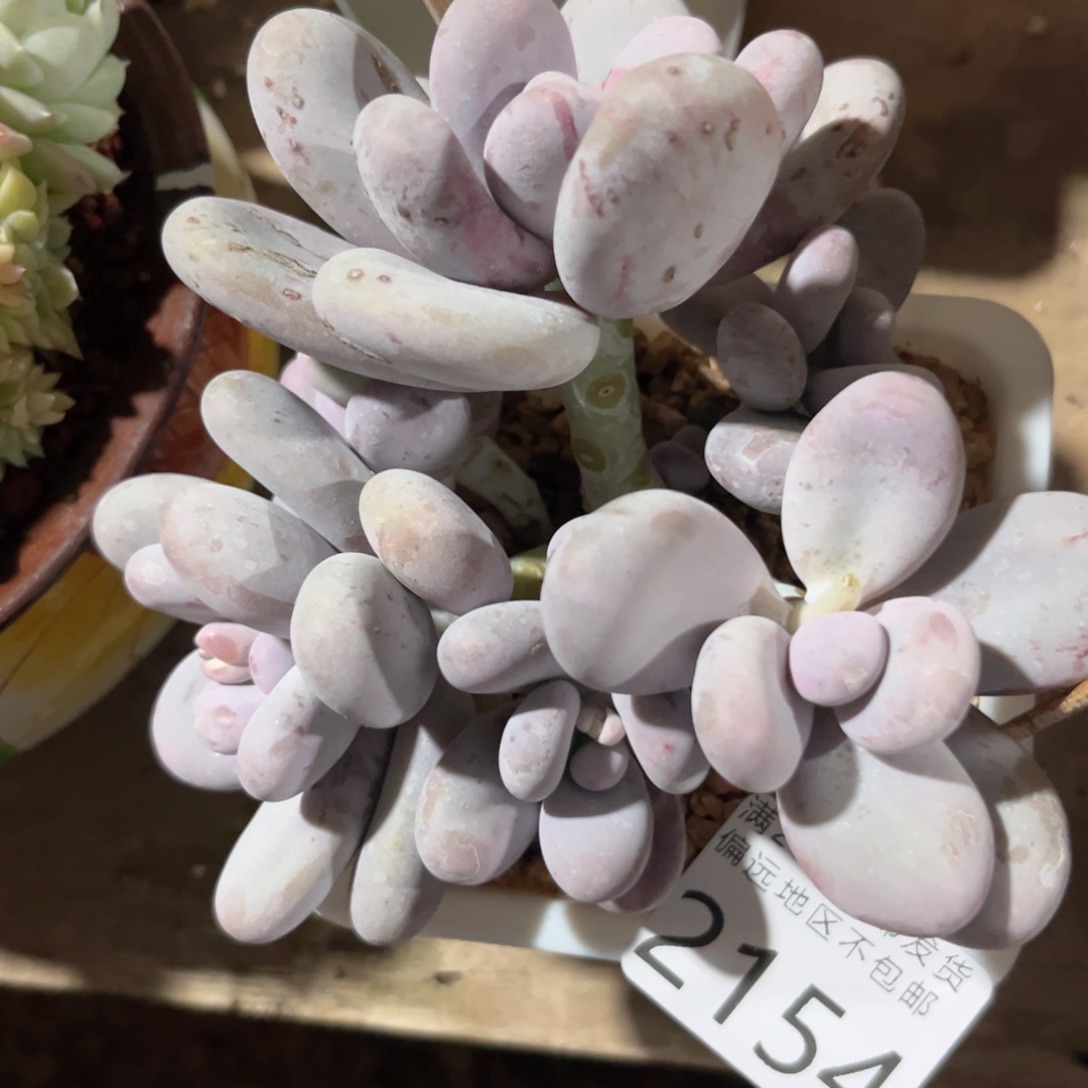 大2154:（fg fv v b