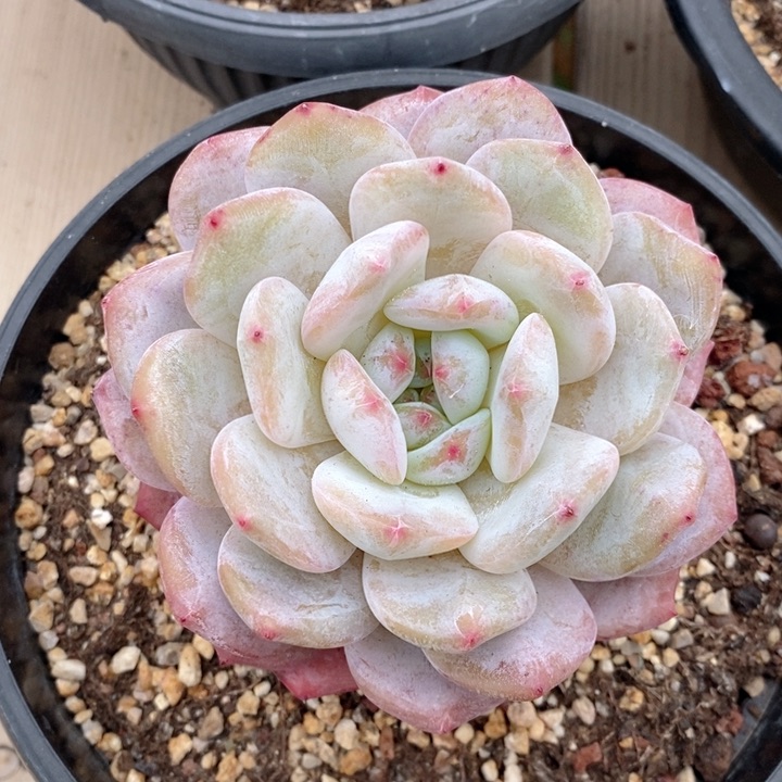 梦露 韩货精品666