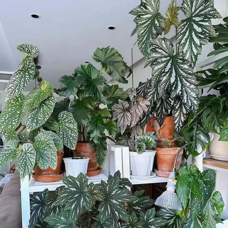 鳟鱼白冰富士山乌头杂小胡网红开花竹节秋海棠室内绿植办公室盆栽