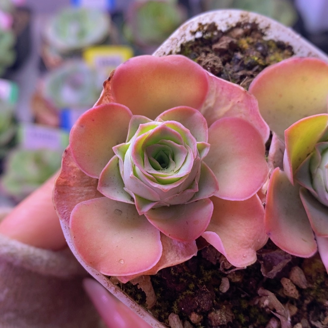 瑾*孤品玫瑰侧芽E069