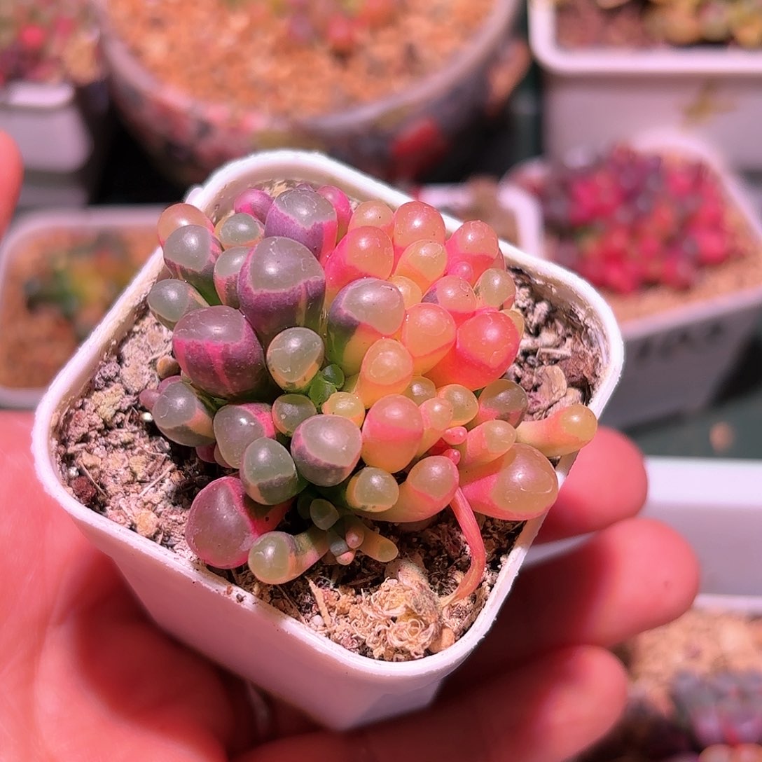 1个种荚88号五十铃玉锦多肉植物锦一物一拍带盆土发货