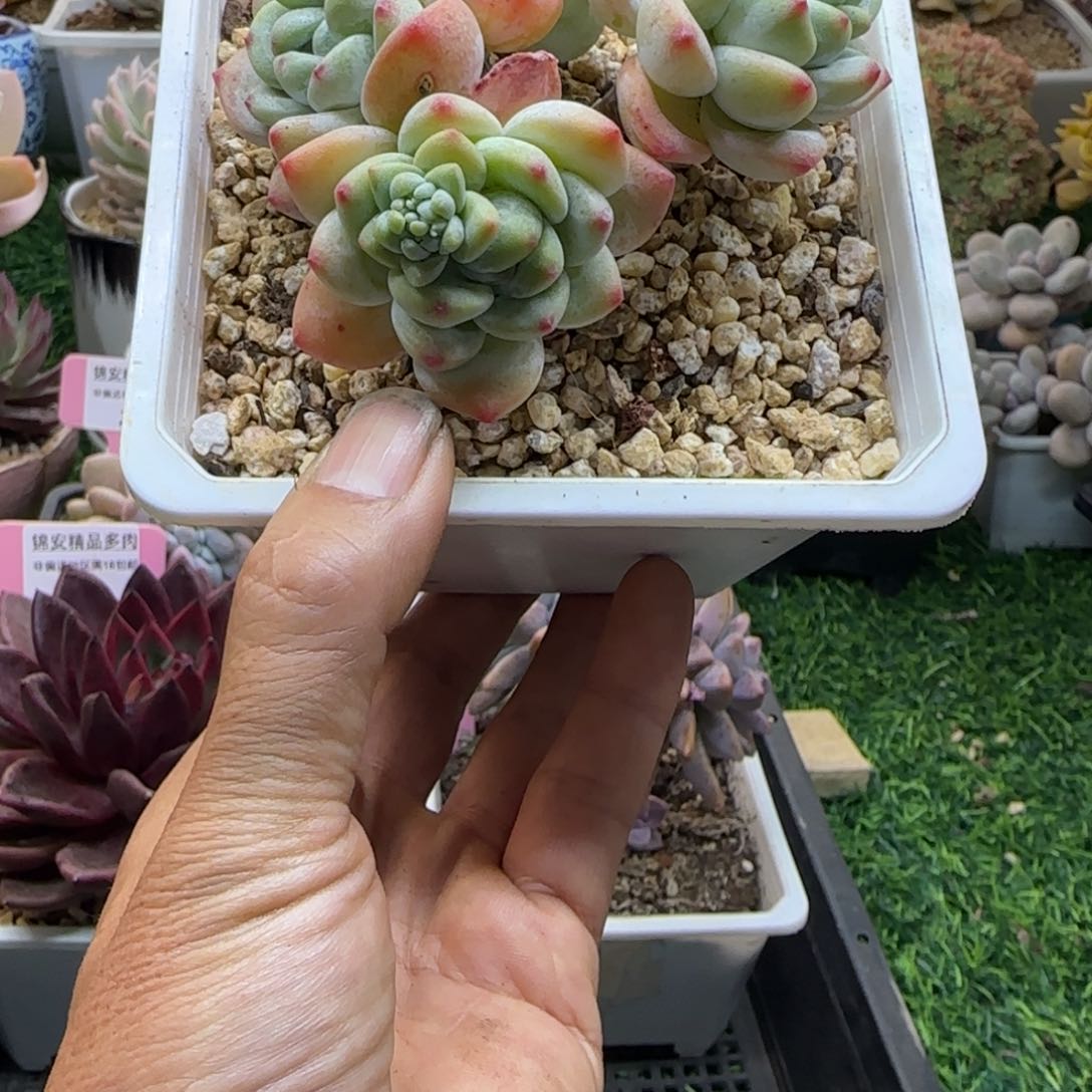 锦安精品多肉植物262