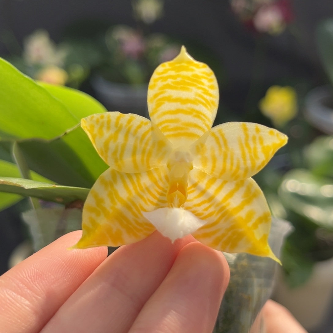 完全开放2.5寸林登戒指开花株
