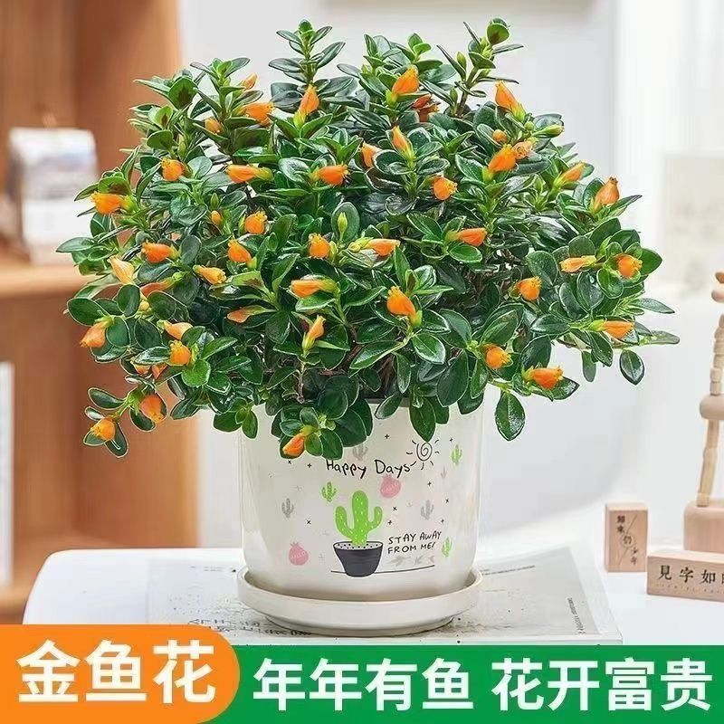 金鱼花盆栽室内花卉植物四季常青开花美观适合客厅桌面