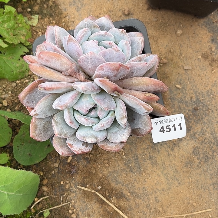 阿雅园艺。       4511星影