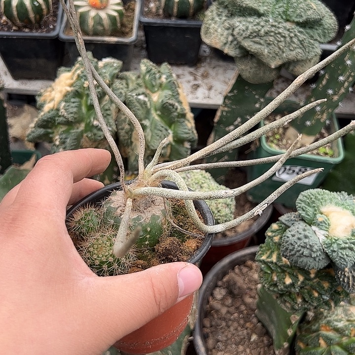 苗接美杜莎仙人球732号