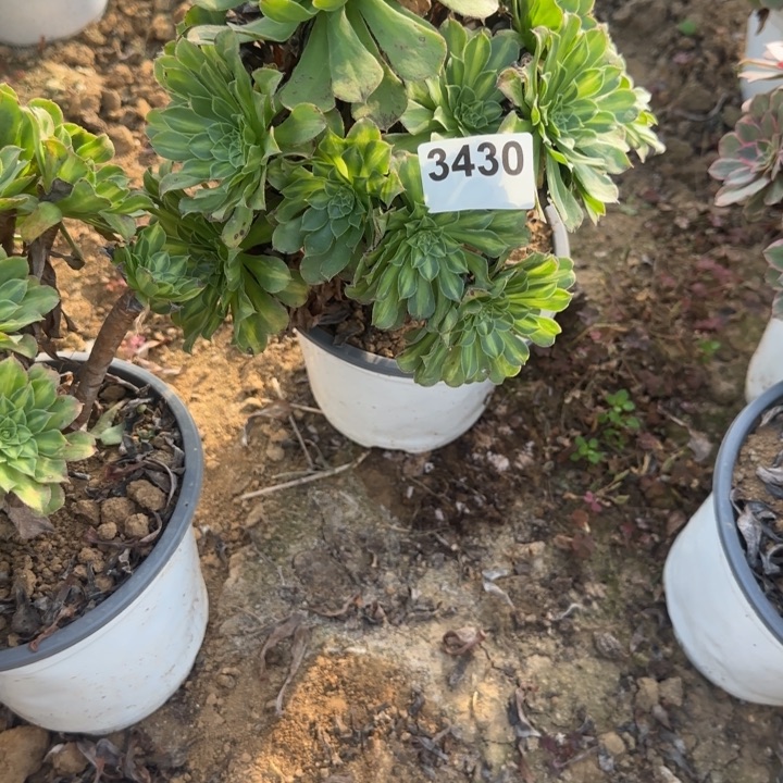 3430 清棚处理不包断枝