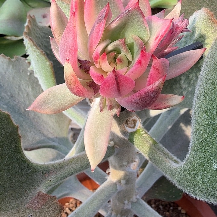 火焰山锦多肉锦多肉