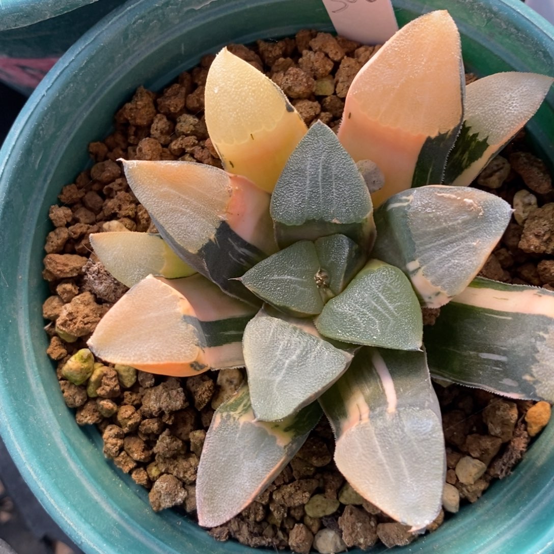 一颗实生大克锦。   