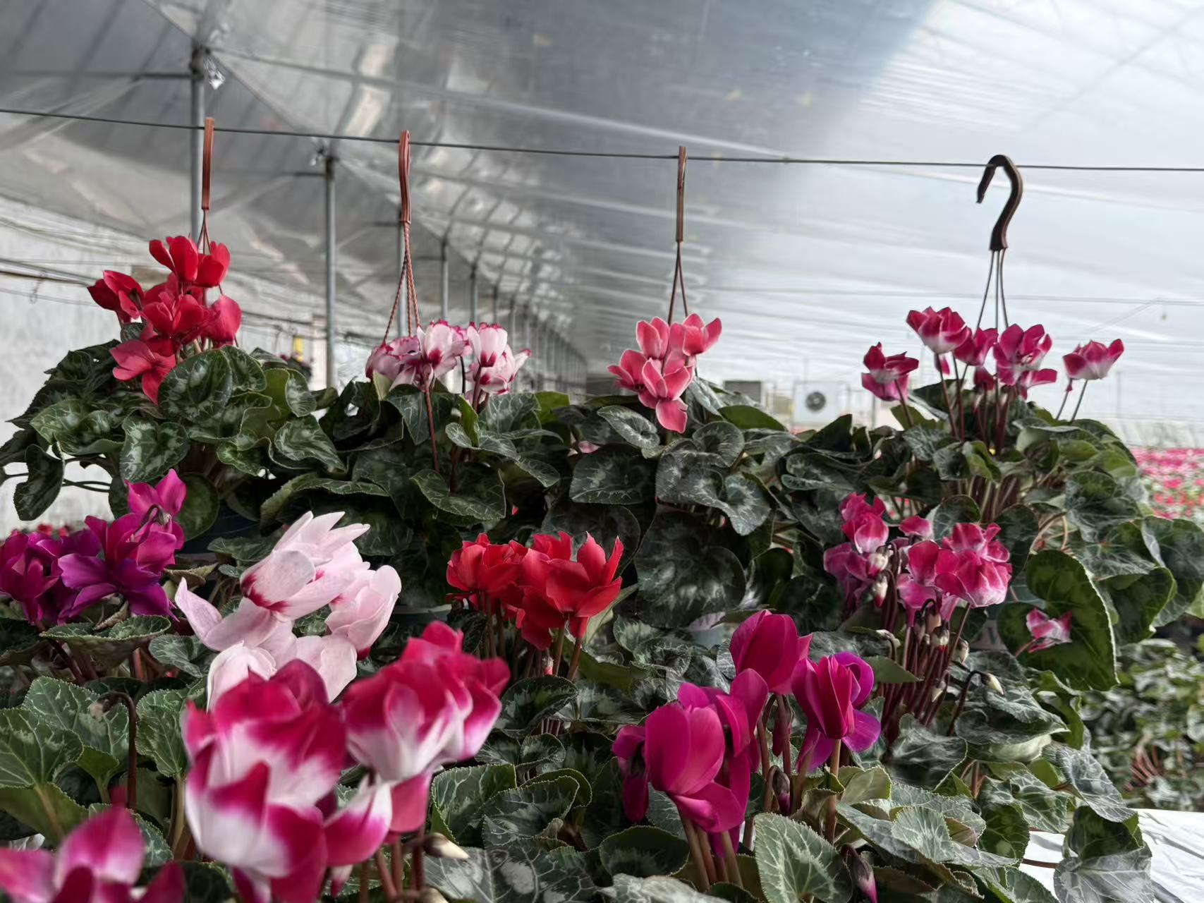 仙客来0.5加仑盆发货