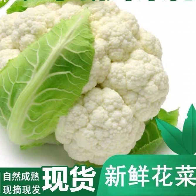 新鲜白花菜花椰菜白色菜花时令农家蔬菜现摘现发品质保障