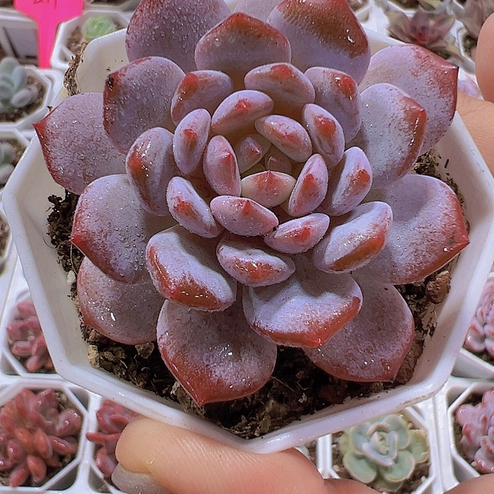 玉芙蓉19包邮多肉植物
