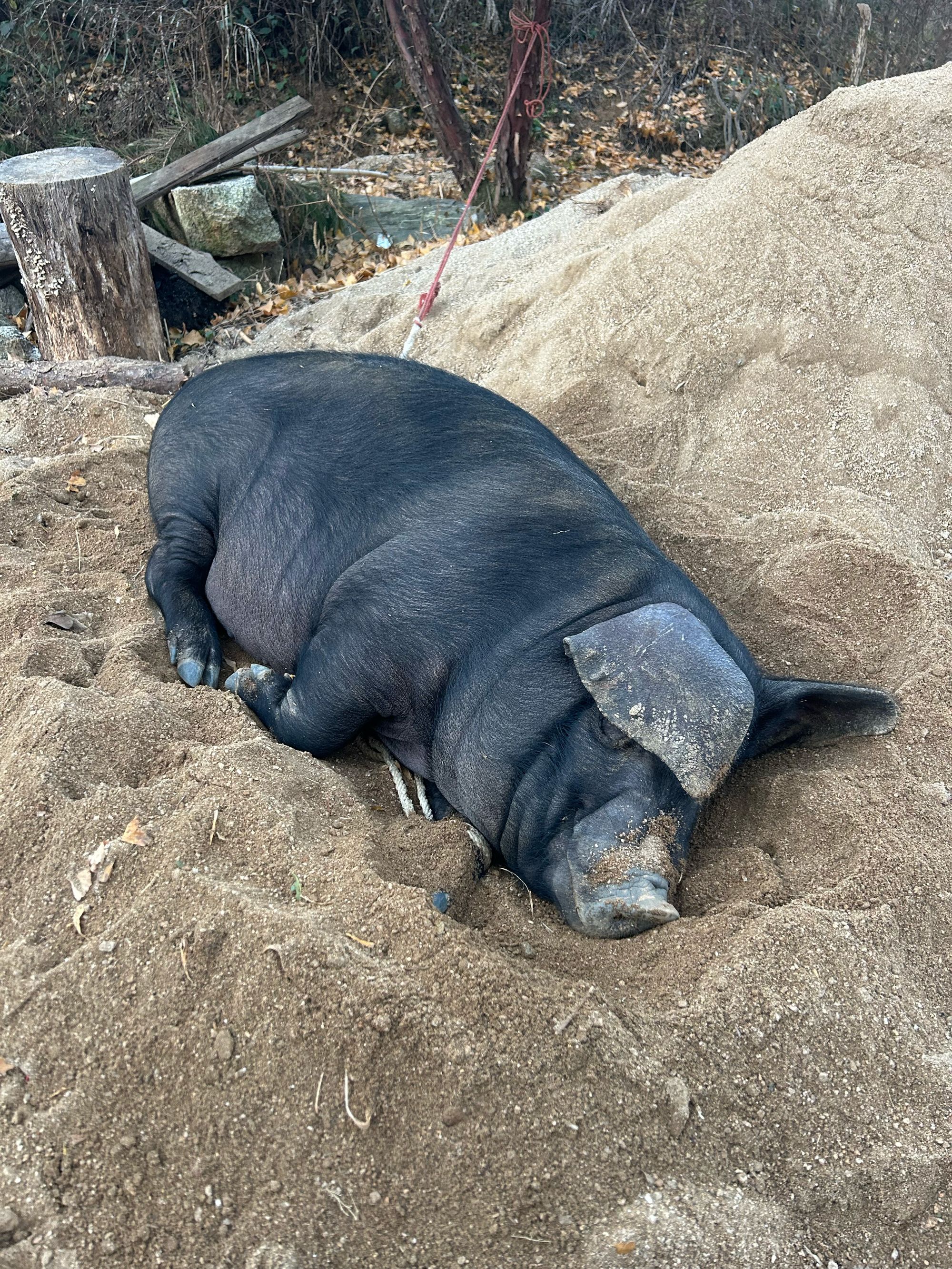 农村乡下黑猪肉直播称重下单