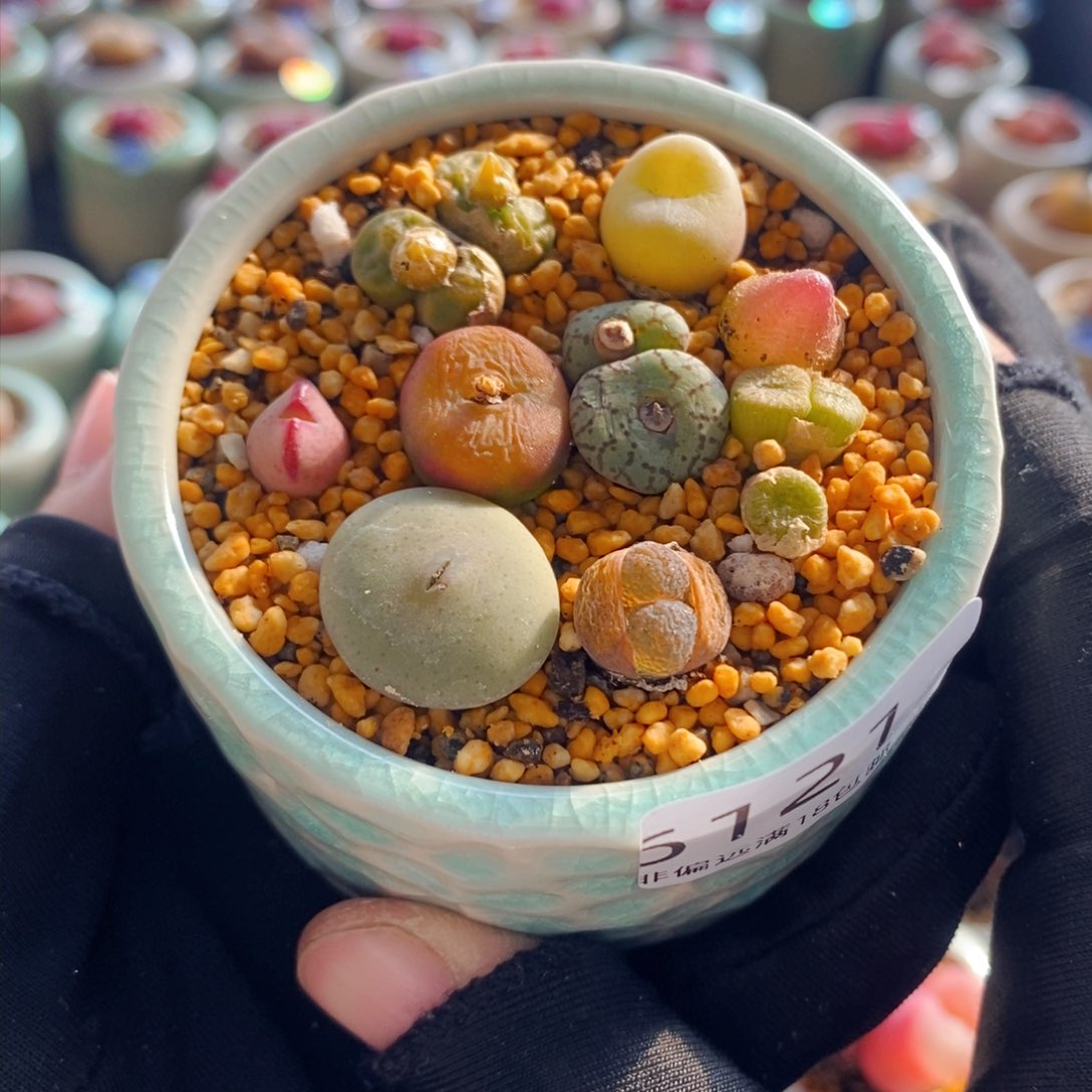 6121--一物一拍 带盆