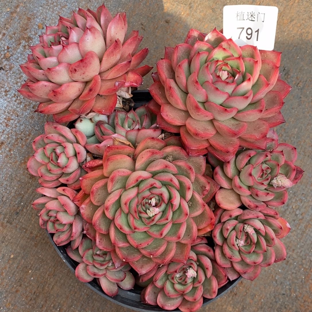 暮*杂交精品多肉791