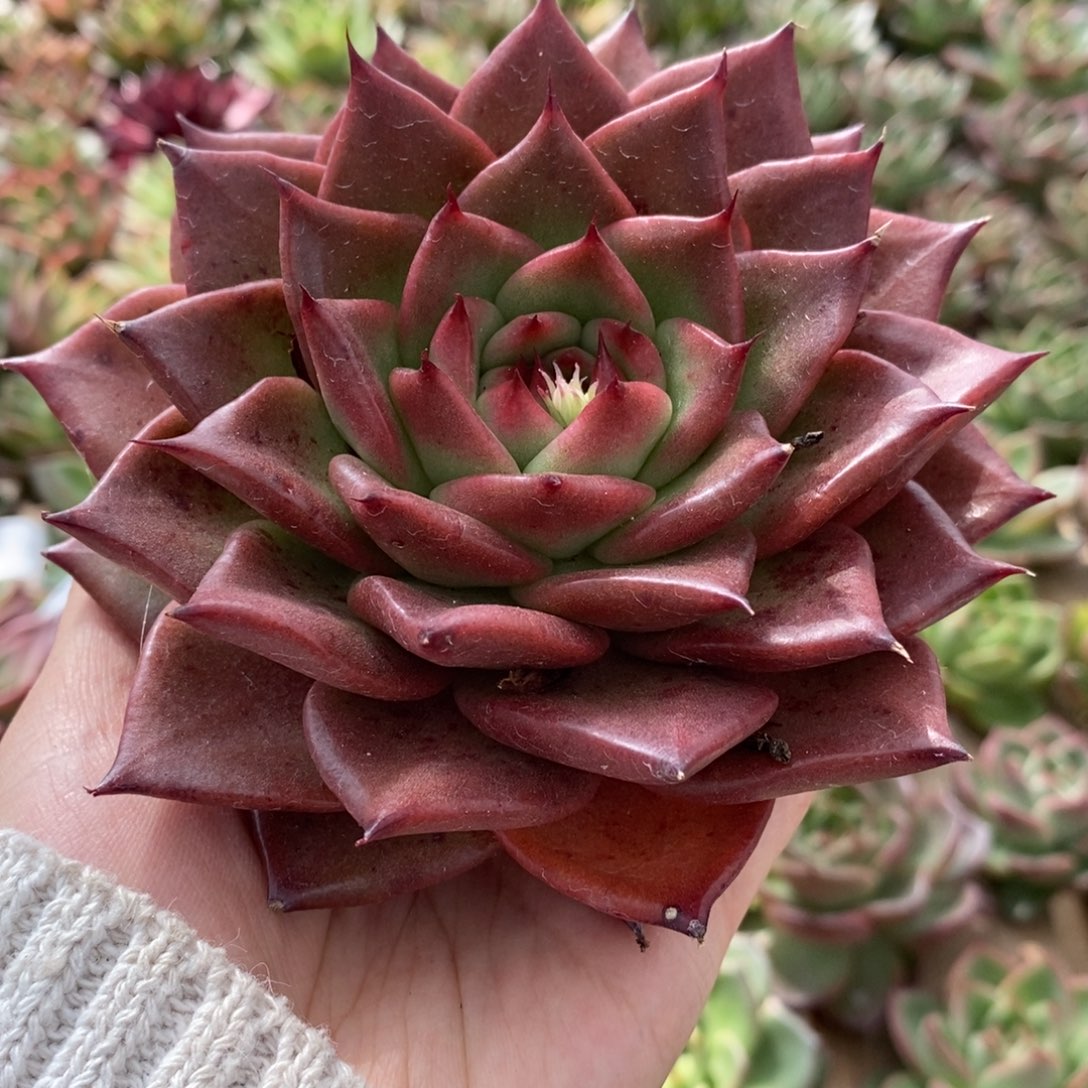 无花朵冠服13公分