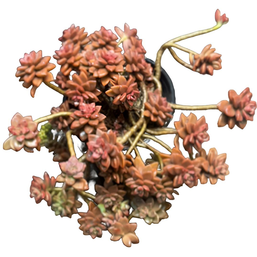 网红姬胧月（土球发货28cm）造型老桩悬崖桩多肉植物盆栽