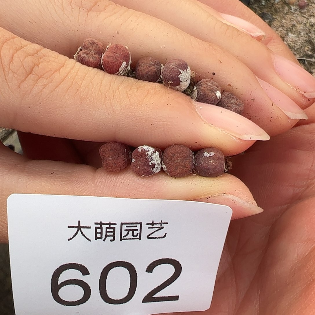 量拍以下2颗。   602