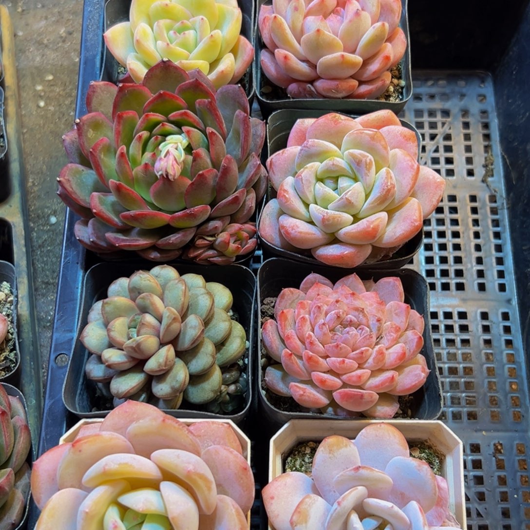 278多肉葡萄的味道真的是