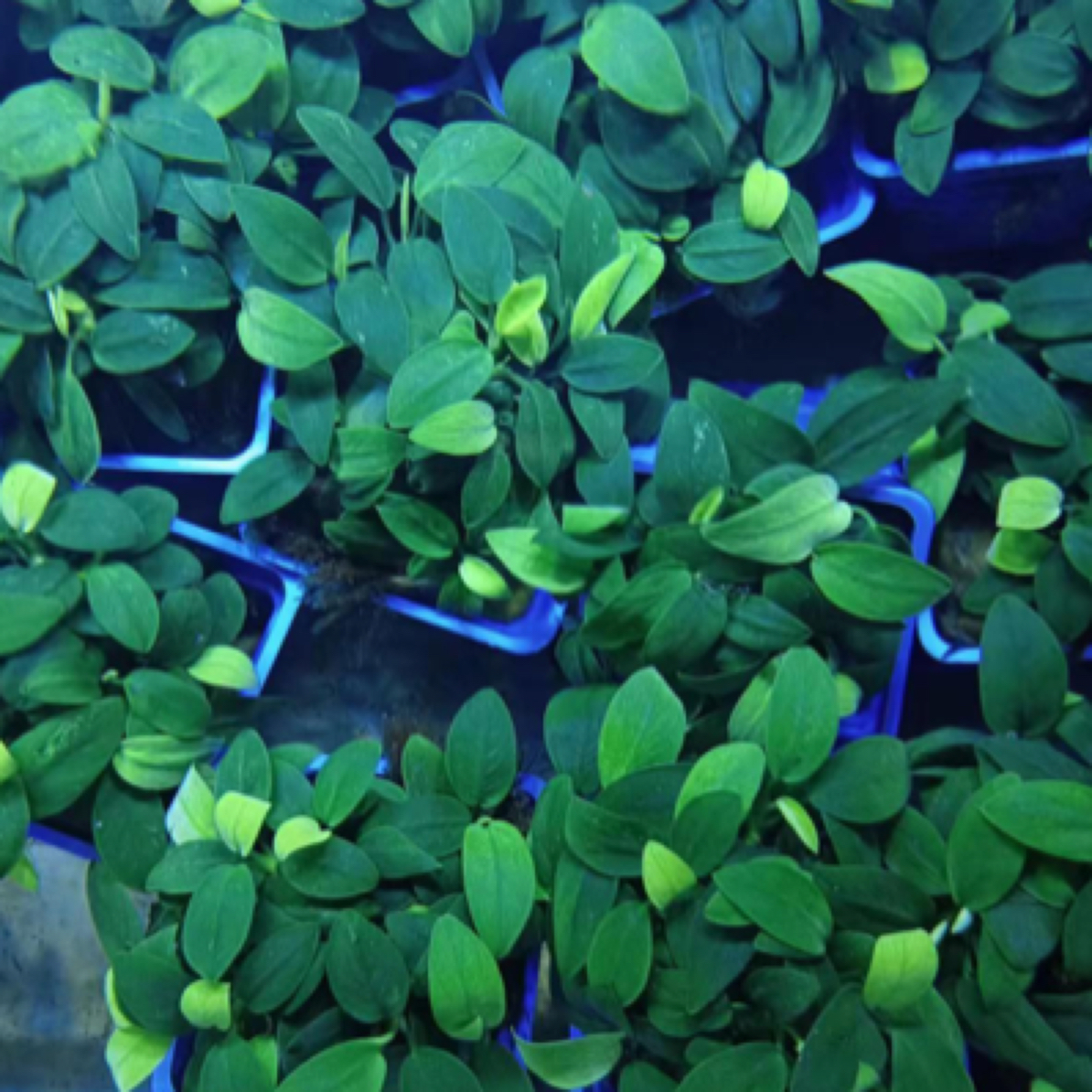 迷你榕小水榕水草鱼缸造景阴性水草沉木水榕水草
