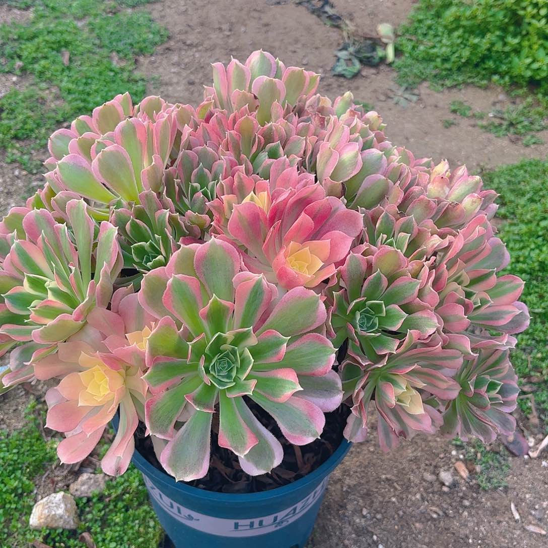 白凤多肉植物老庄