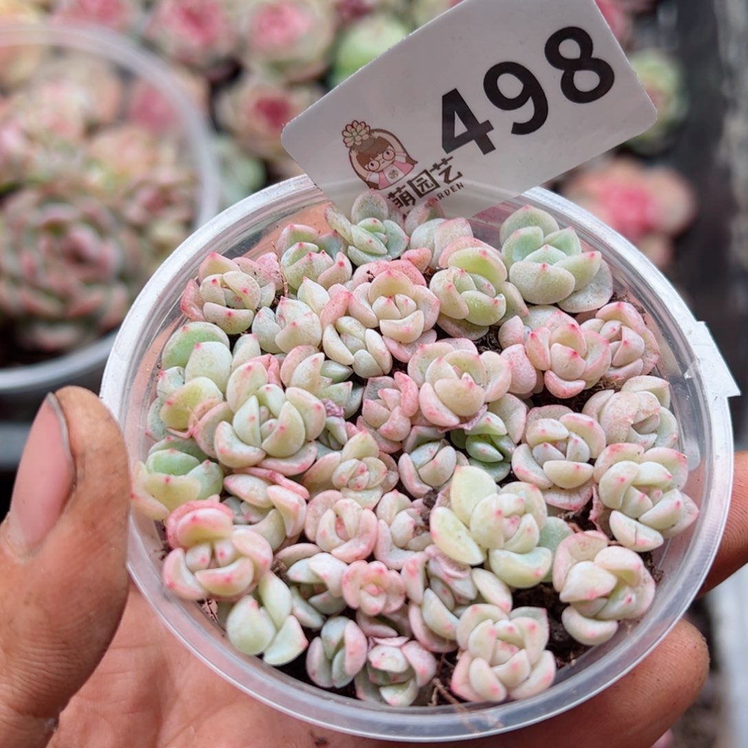 多肉植物多肉植物