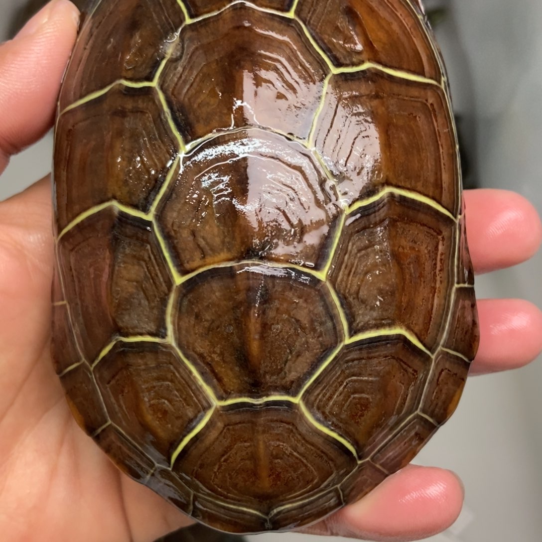 中华草龟不分公母