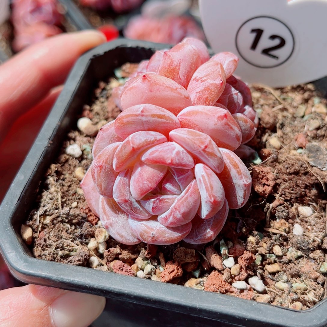 12号小老桩石榴籽星影群