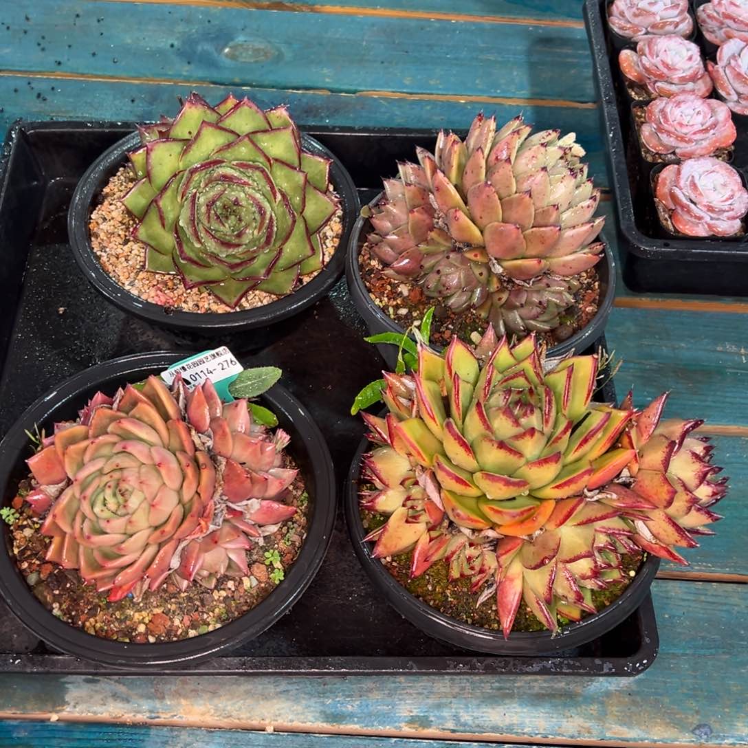 从前慢多肉精选编号0114.576