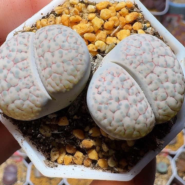 生石花1121222。  316