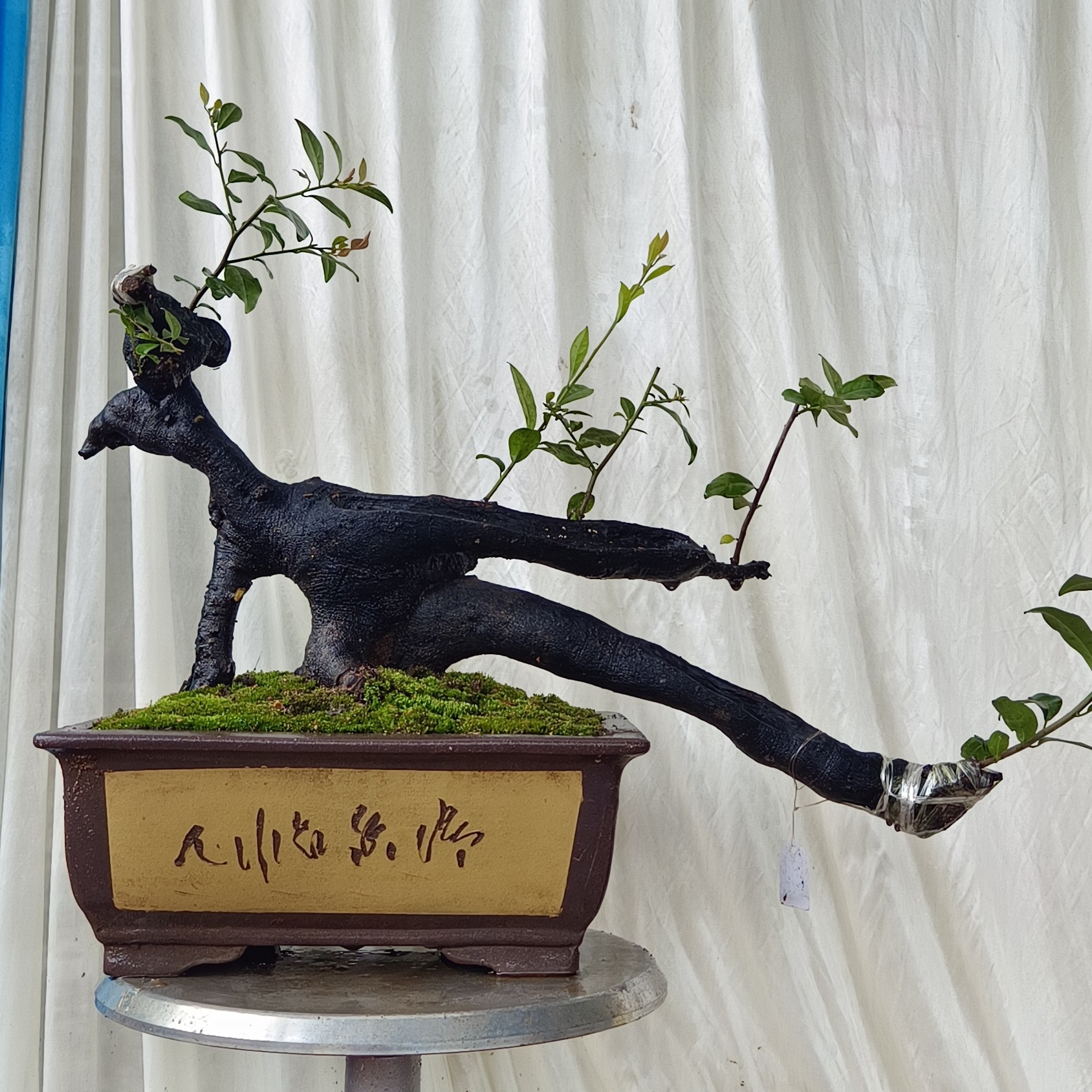 灌木金弹子四季常青，介意断枝掉果慎拍(图片仅供参考)