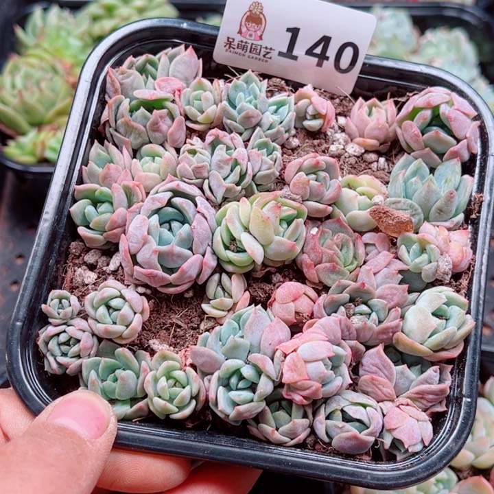 多肉植物多肉植物