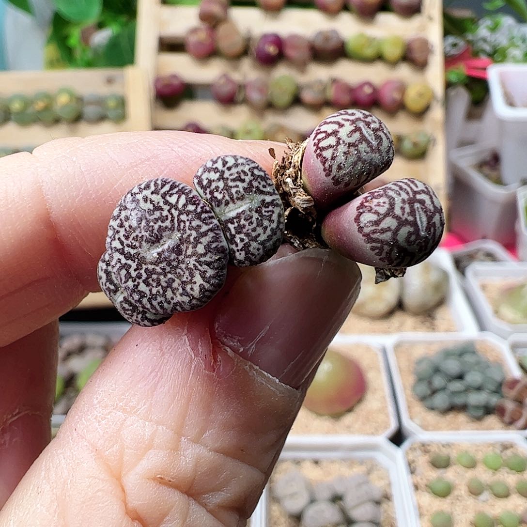 小*口2颗墨………………………………