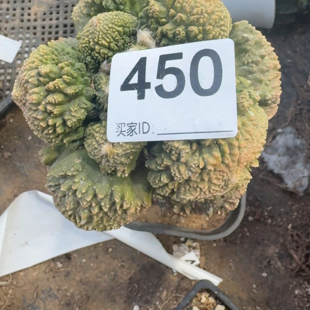 【闪购商品】风****?哥怒锦450