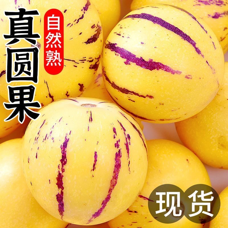 云南石林人参果树上熟黄肉圆果果清甜多汁当季新鲜水果清甜好吃