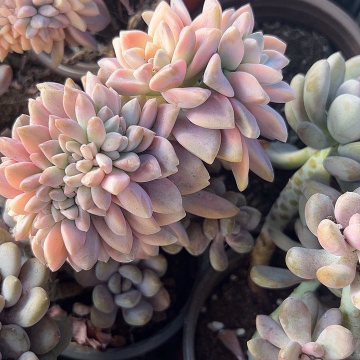 淡雪金朵朵缀。               