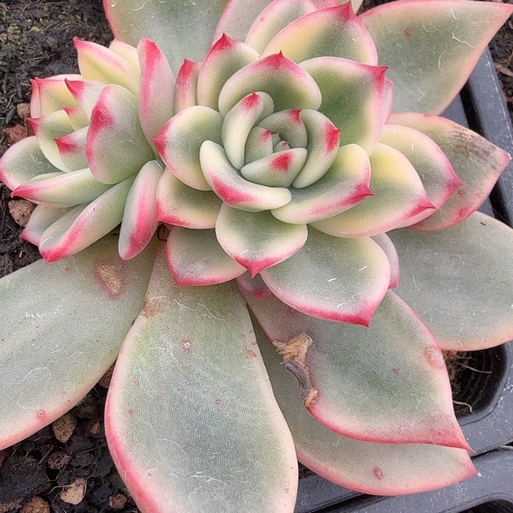 蔚蓝锦底座多肉锦