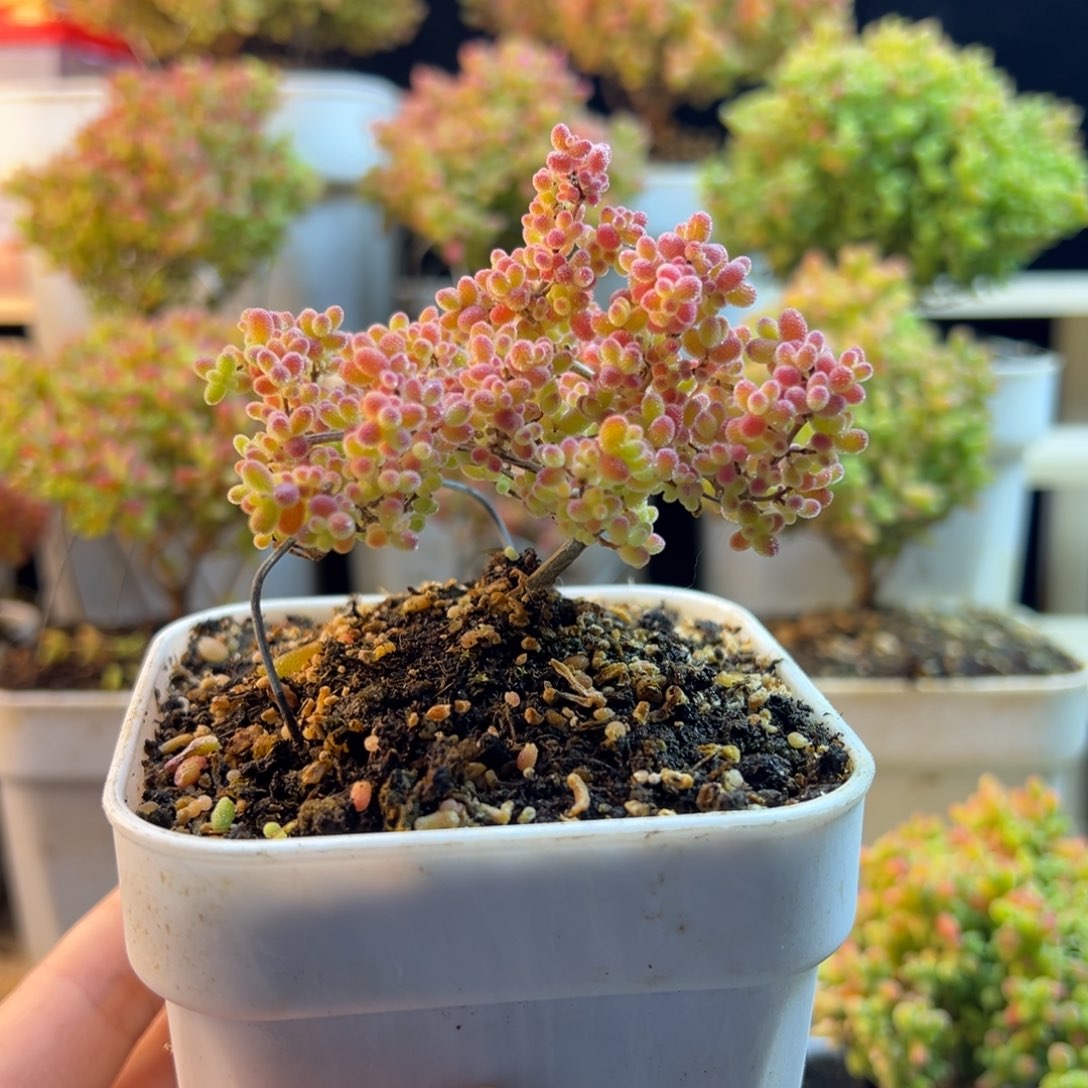 枝干 枝干 枝干 枝干