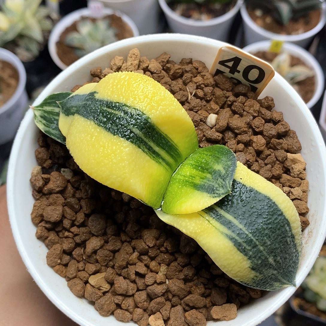 红陶40号实生卧牛锦一物一拍