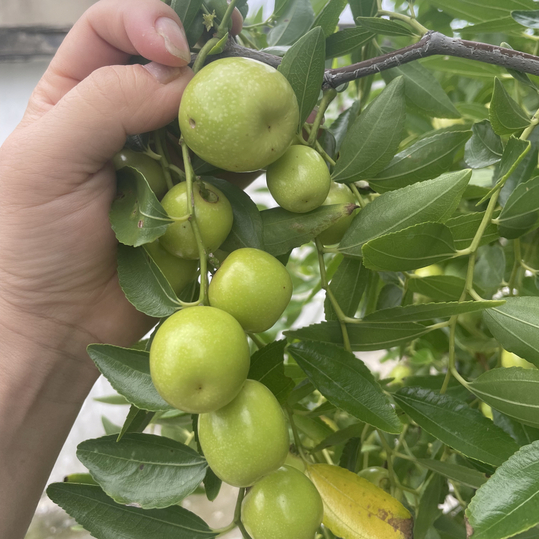 花亭村农家小院鲜果木枣