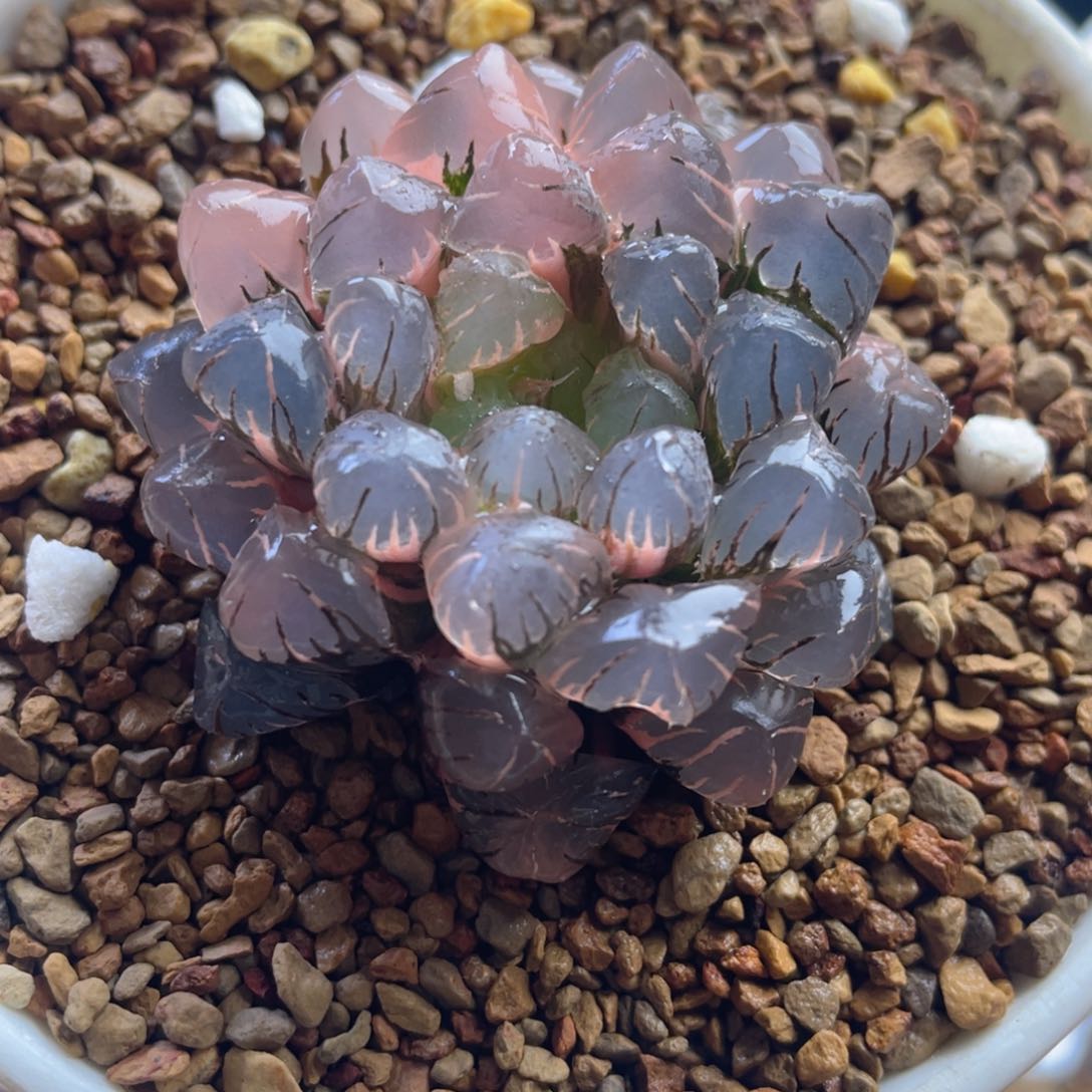 十二卷多肉ob1冰灯玉露。