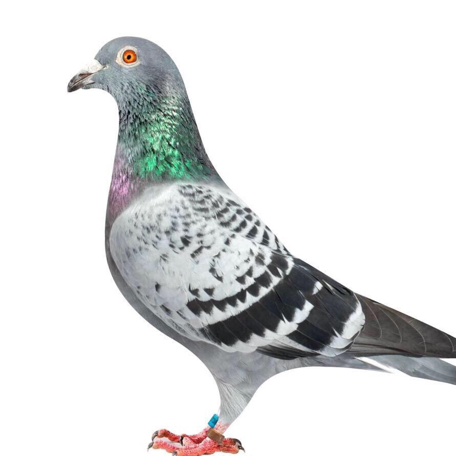 信鸽赛鸽雨点瓦灰桑杰士幼鸽种鸽