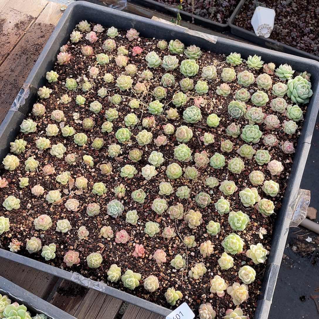 不***)401。 定。            