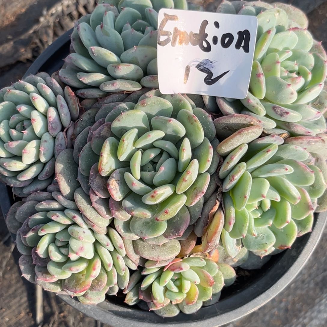 E****年白胖子多肉植物