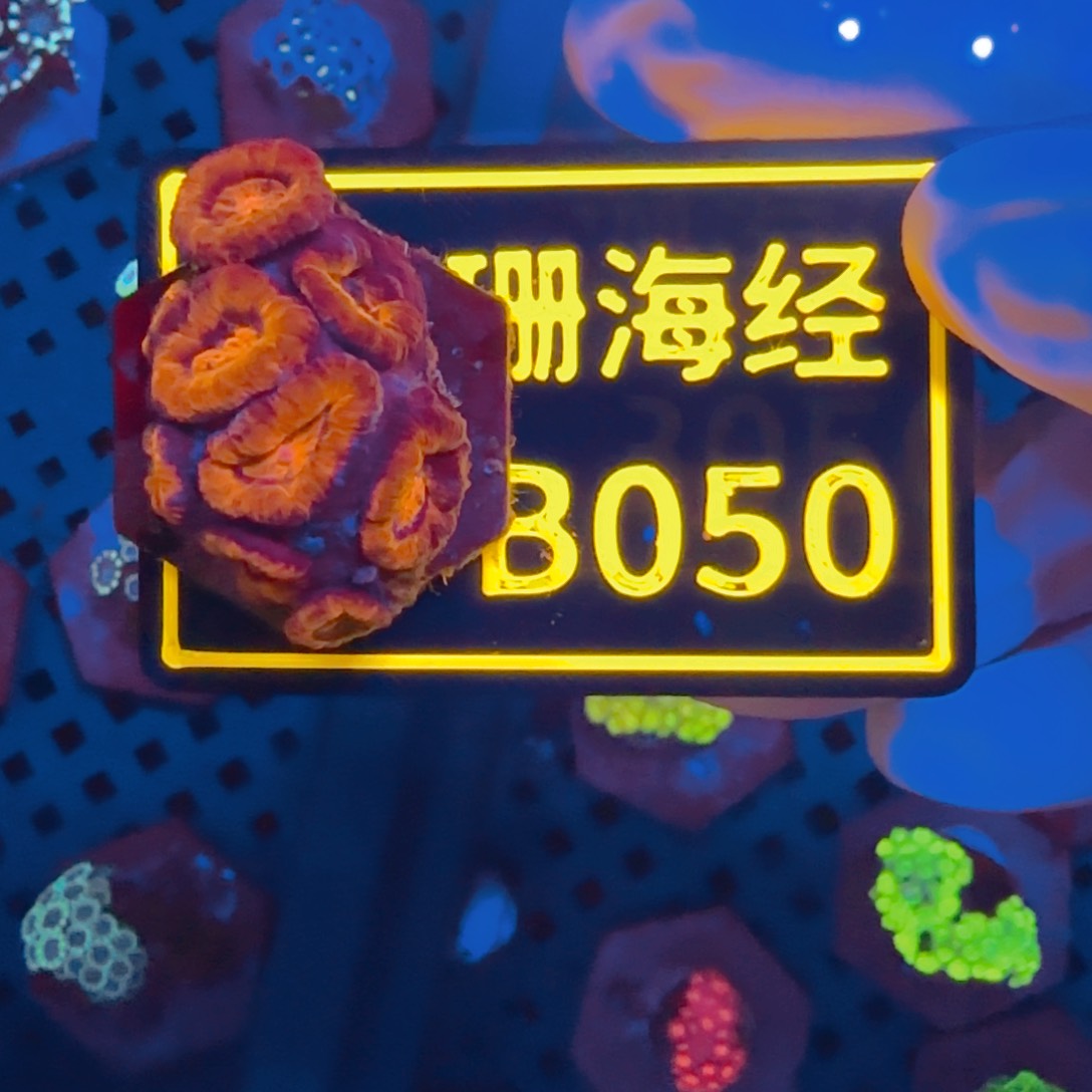 小***松纽扣珊瑚晓晓不包邮糖果脑B050