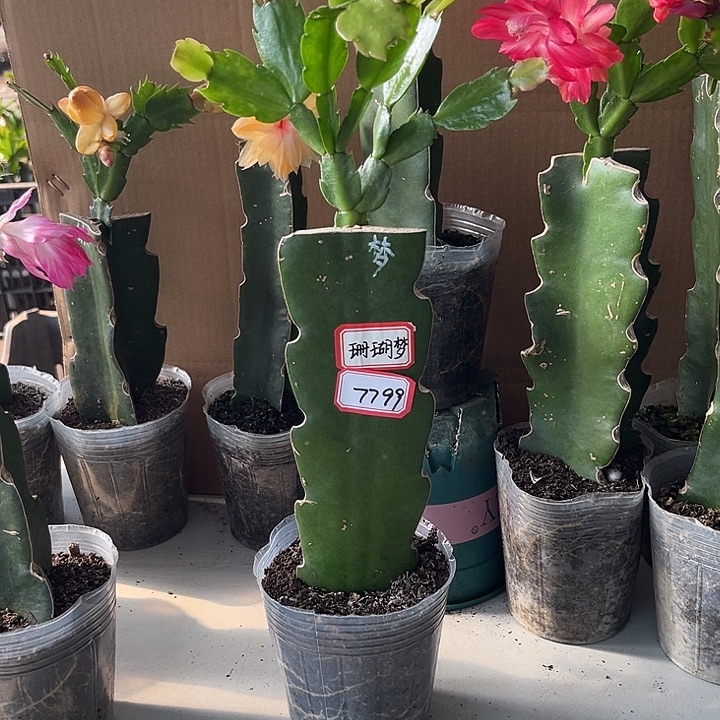 用***8当前无花朵，栽培后可花朵梦